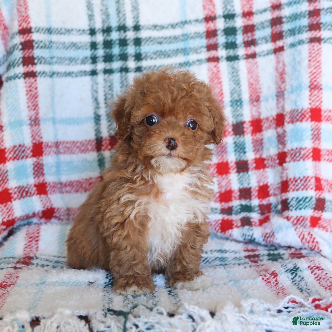 Toy Poodle dogs for sale: Tucker - Ad 1