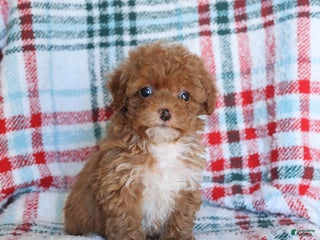Toy Poodle dogs Tucker - Ad 38
