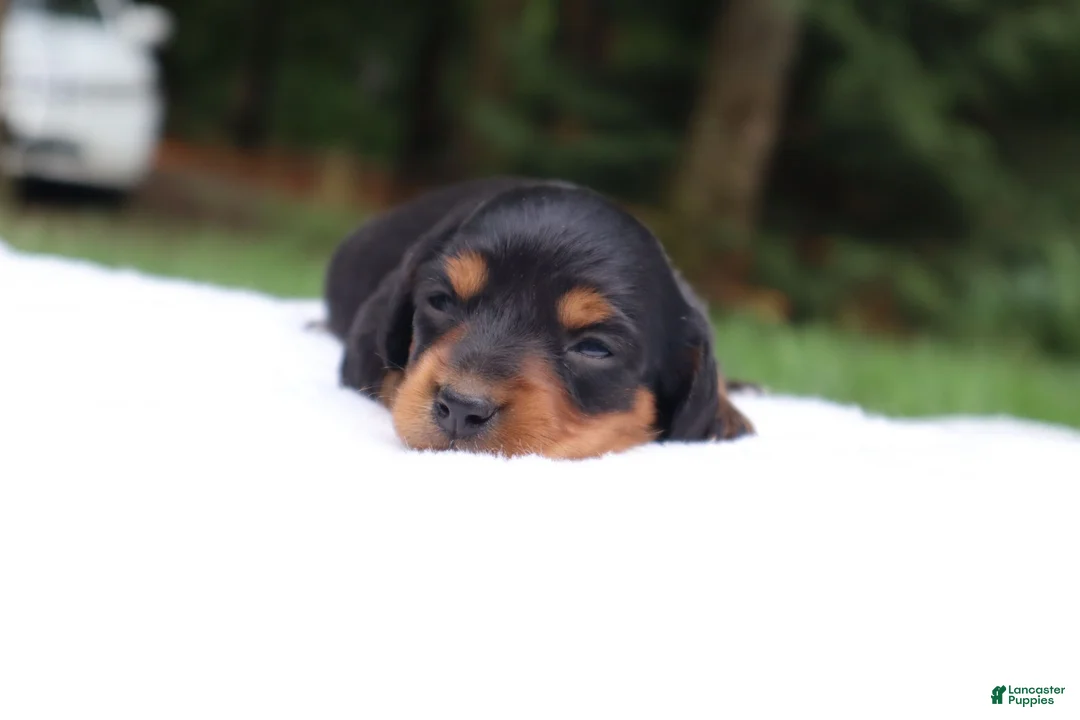 Miniature Dachshund dogs for sale: Raven - Ad 1