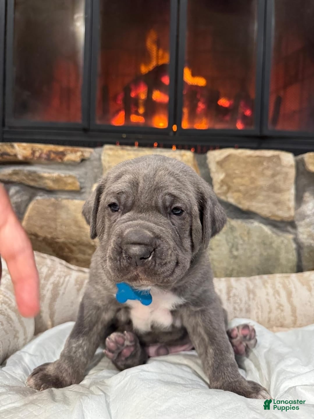 Cane Corso dogs Satoru - Ad 1