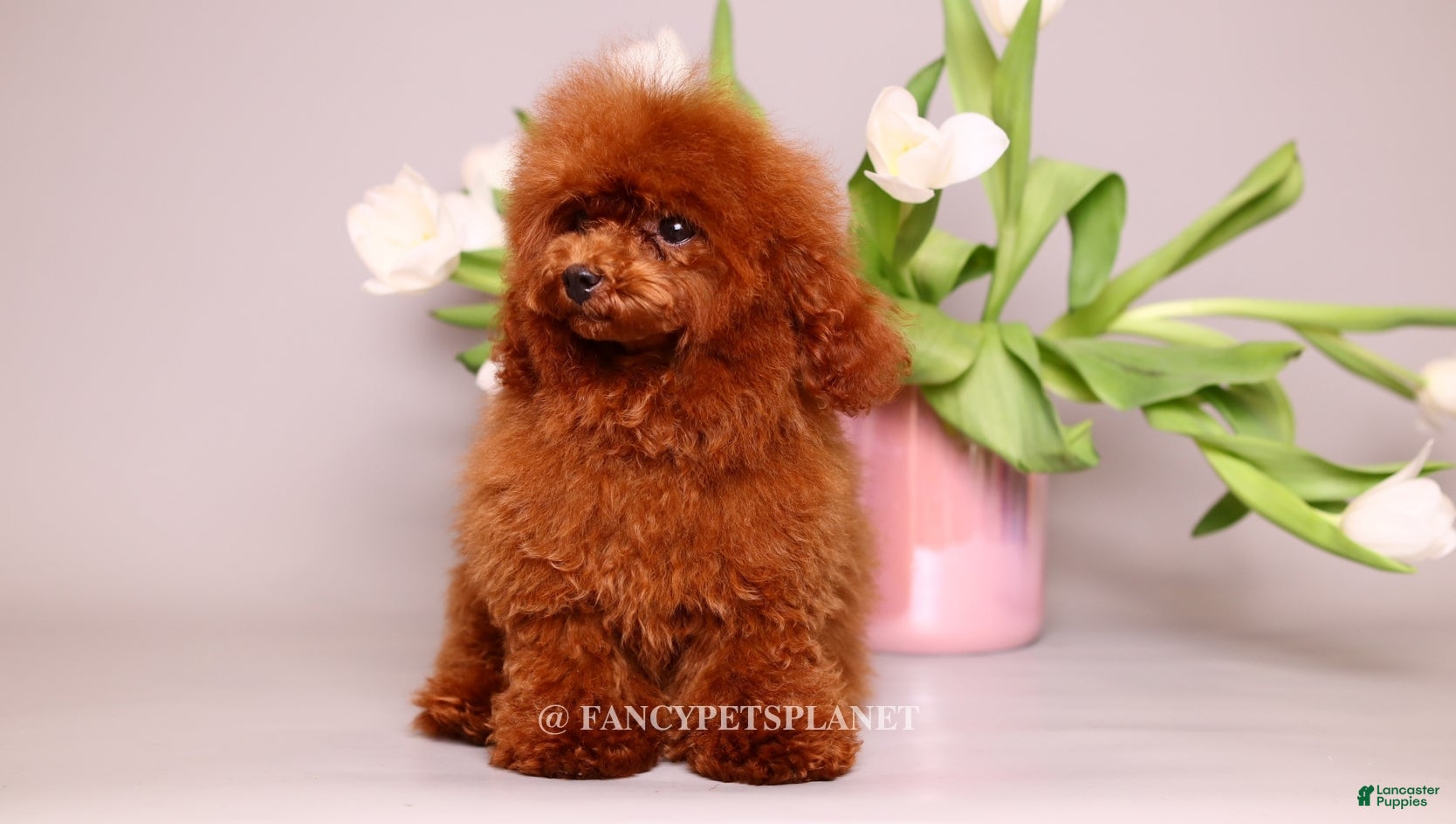 Toy Poodle dogs Darling  - Ad 1