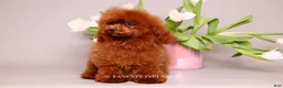 Toy Poodle dogs for sale: Darling  - Ad 1