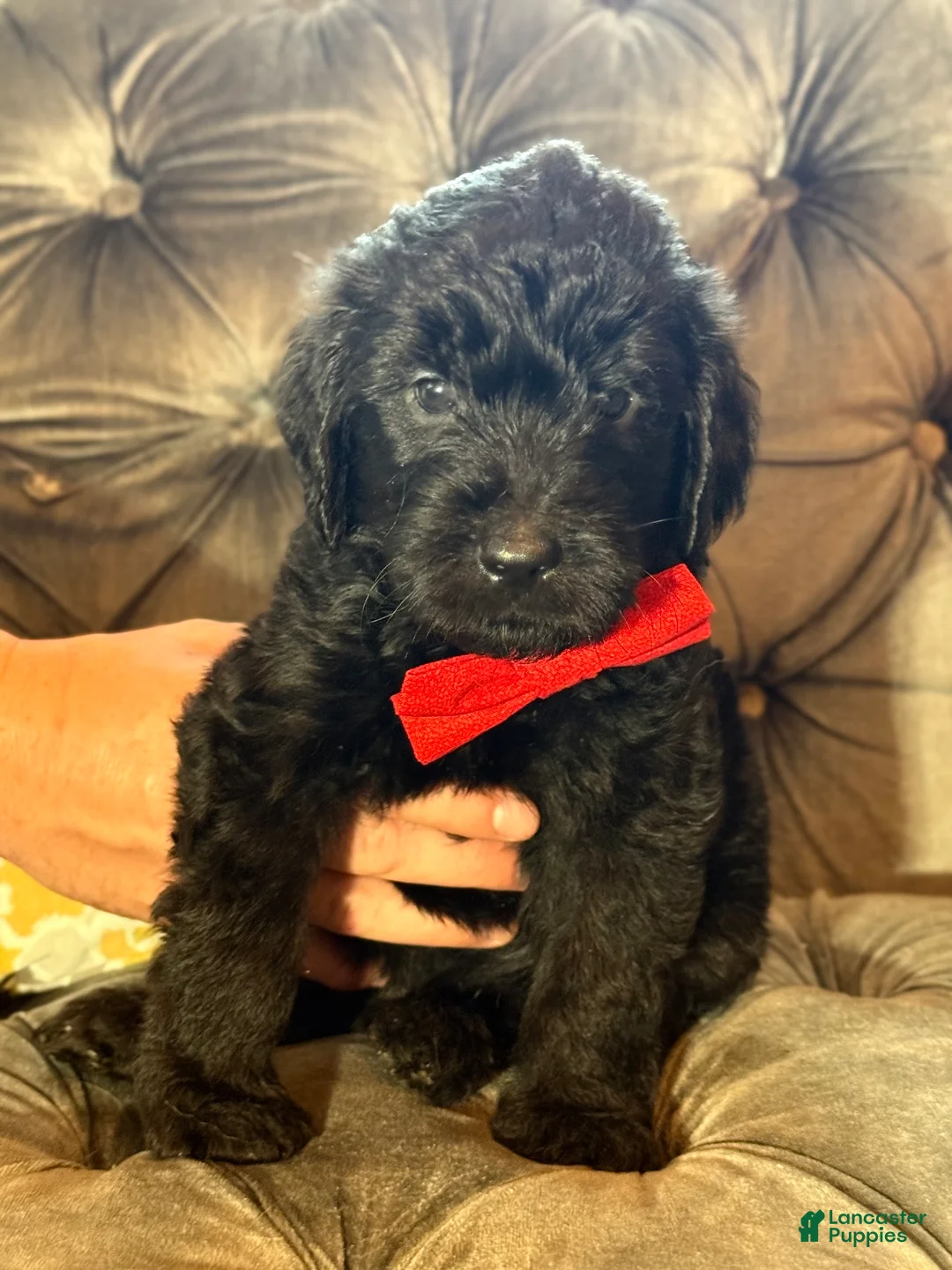 Goldendoodle dogs for sale: Black - Ad 1