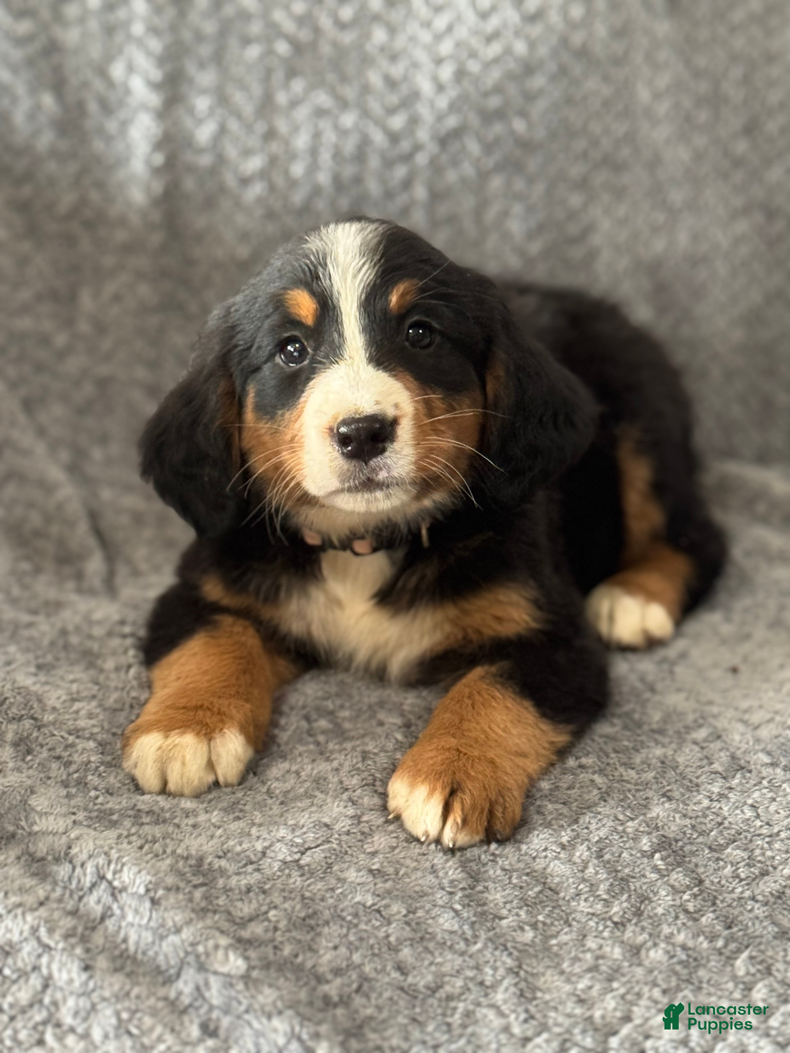 Bernese Mountain Dog dogs Moxie - Ad 1