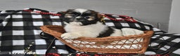 Shih Tzu dogs for sale: Darlene - Ad 7