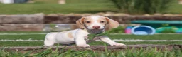 Miniature Dachshund dogs for sale: Jackson - Ad 14