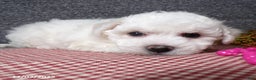Bichon Frise dogs for sale: Snowy - Ad 4