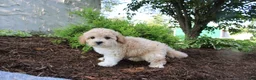 Cavapoo dogs for sale: Austin - Ad 5