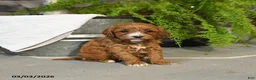 Cavapoo dogs for sale: Tootsie - Ad 3