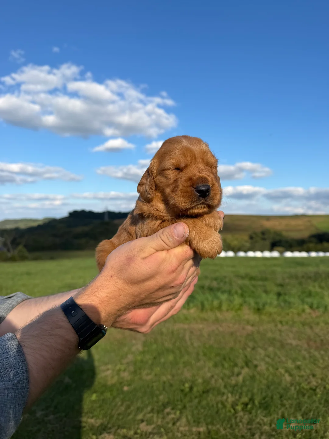 Golden Retriever dogs for sale: Goldie - Ad 1