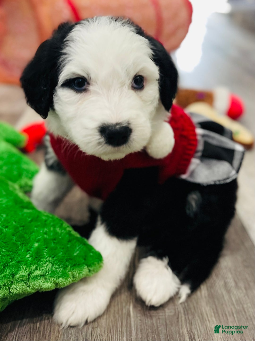 Sheepadoodle dogs for sale: Sheepadoodle Puppy 6 - Ad 7