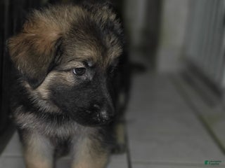 German Shepherd dogs Zara (4) - Ad 7