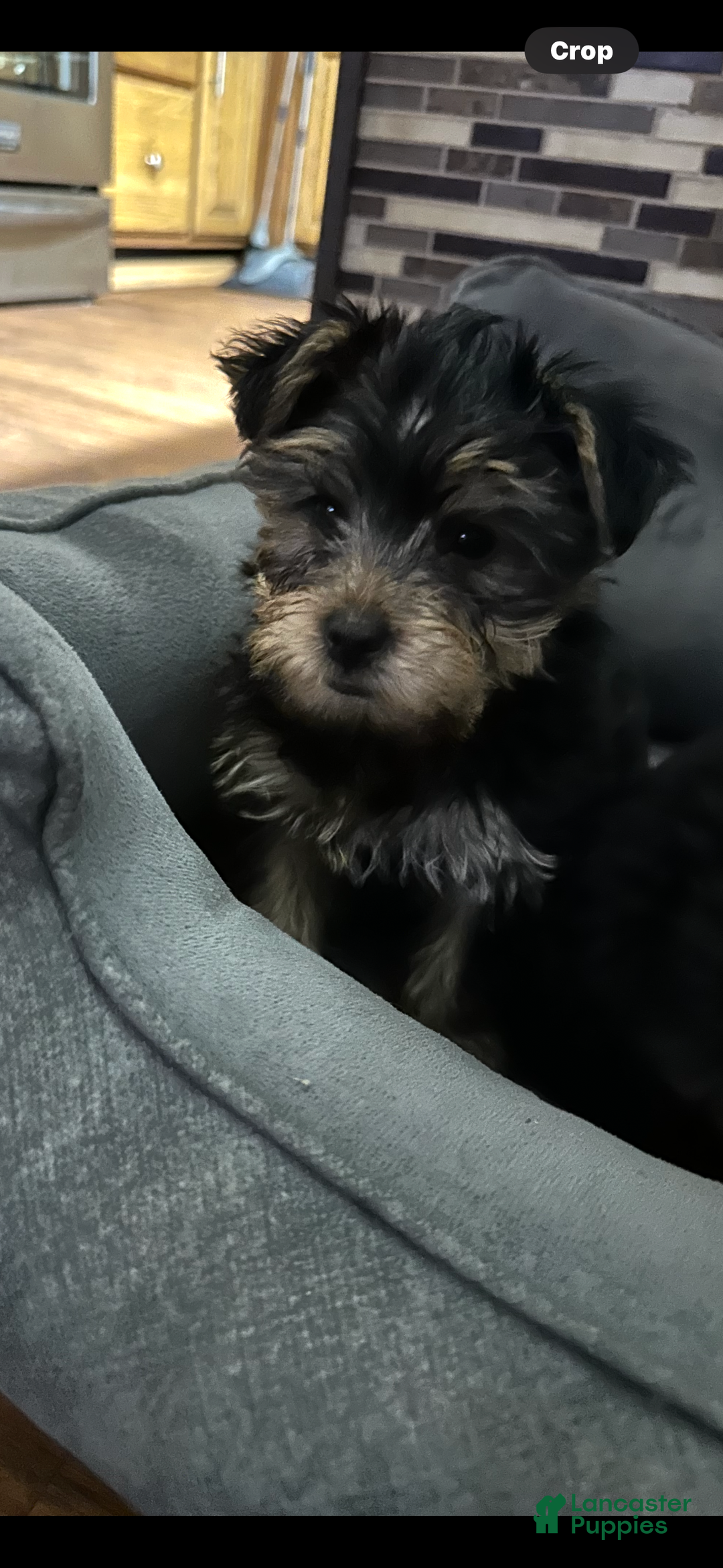 Yorkshire Terrier dogs for sale: Yorkshire Terrier Puppy 1 - Ad 4