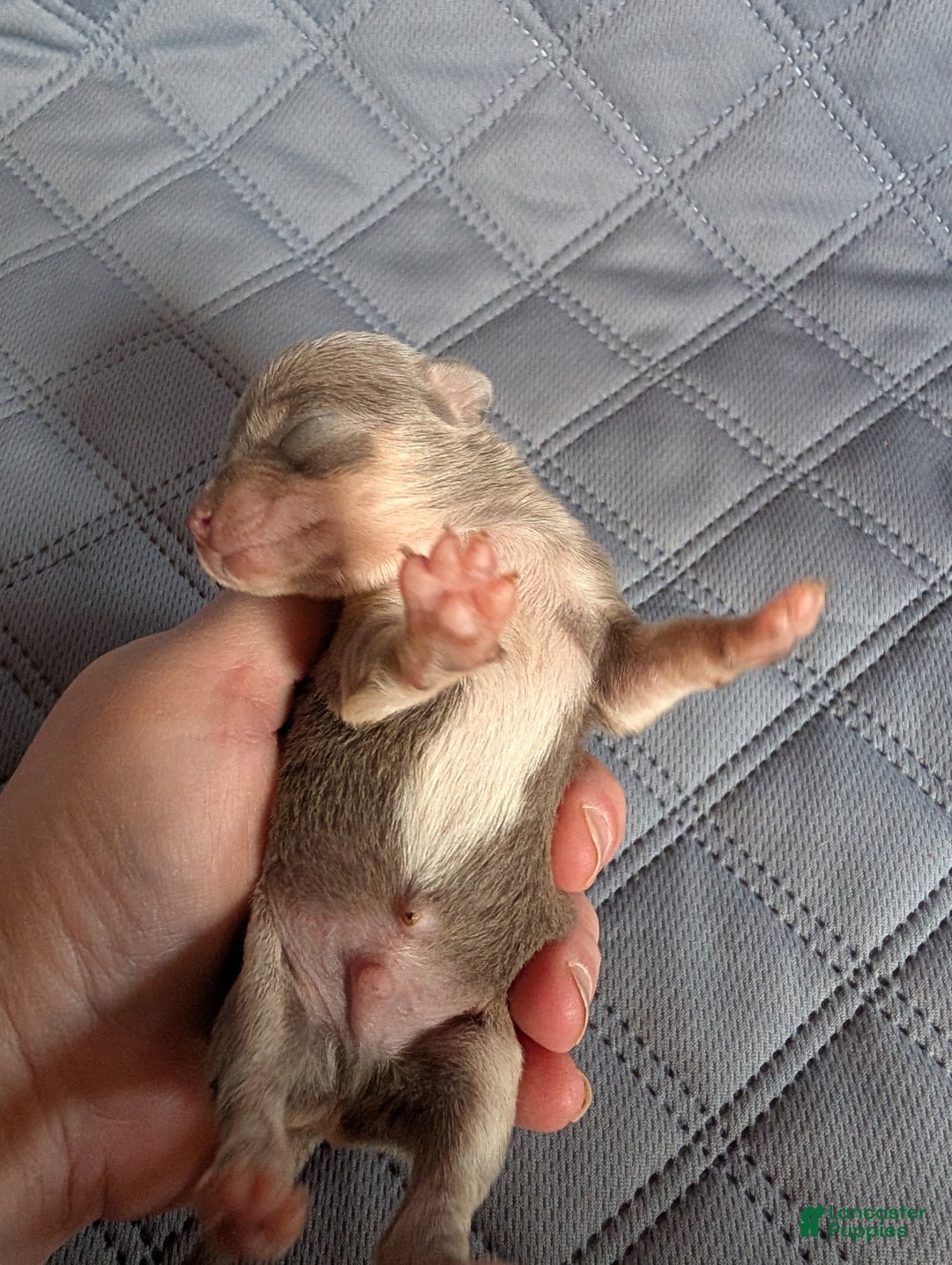 Chihuahua dogs for sale: Patrick - Ad 2