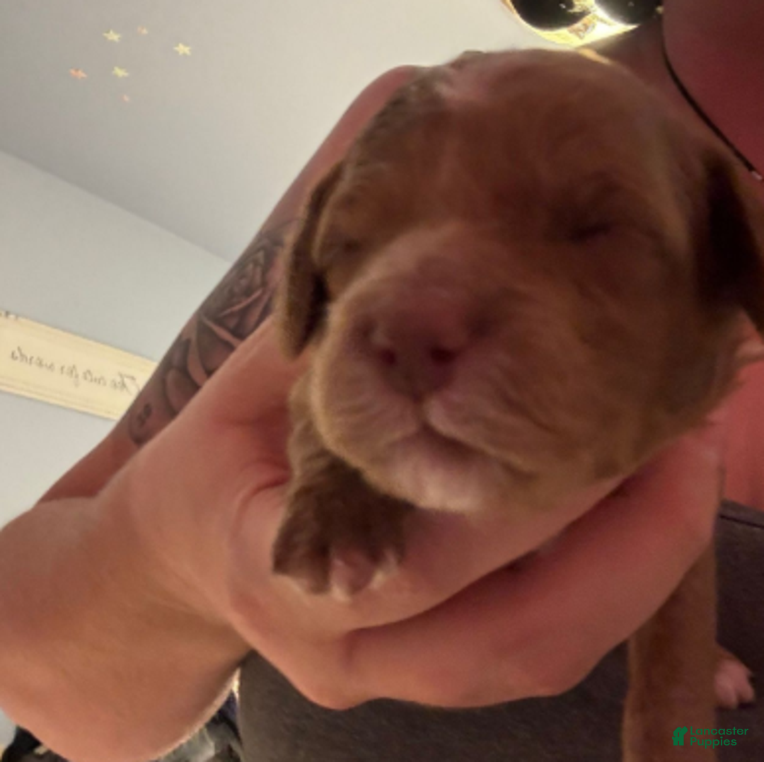 Cavapoo dogs for sale: Tinsel - Ad 7