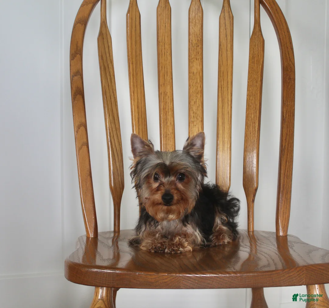 Yorkshire Terrier dogs for sale: Radar - Ad 1