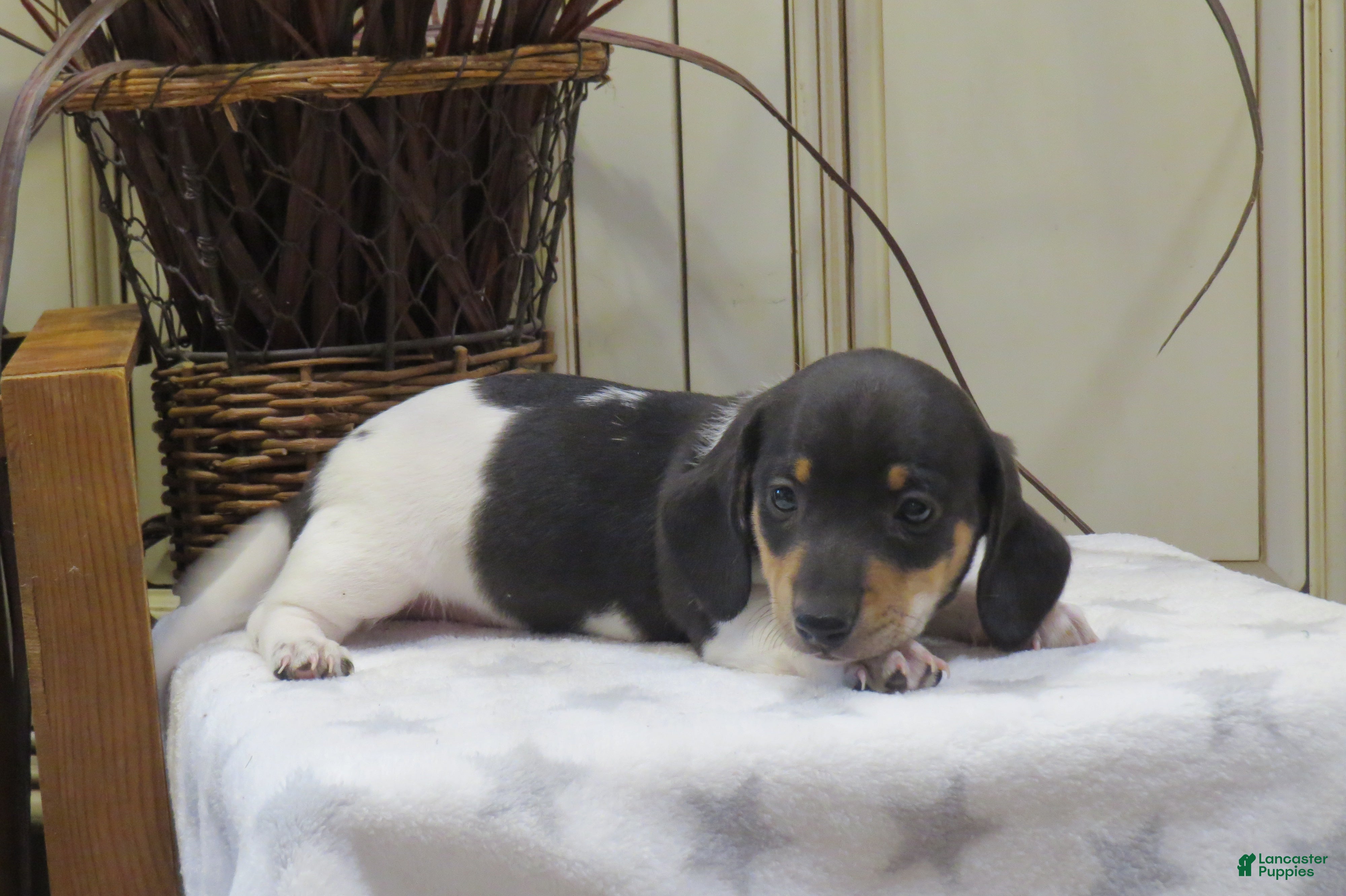 Miniature Dachshund dogs Jasper - Ad 1
