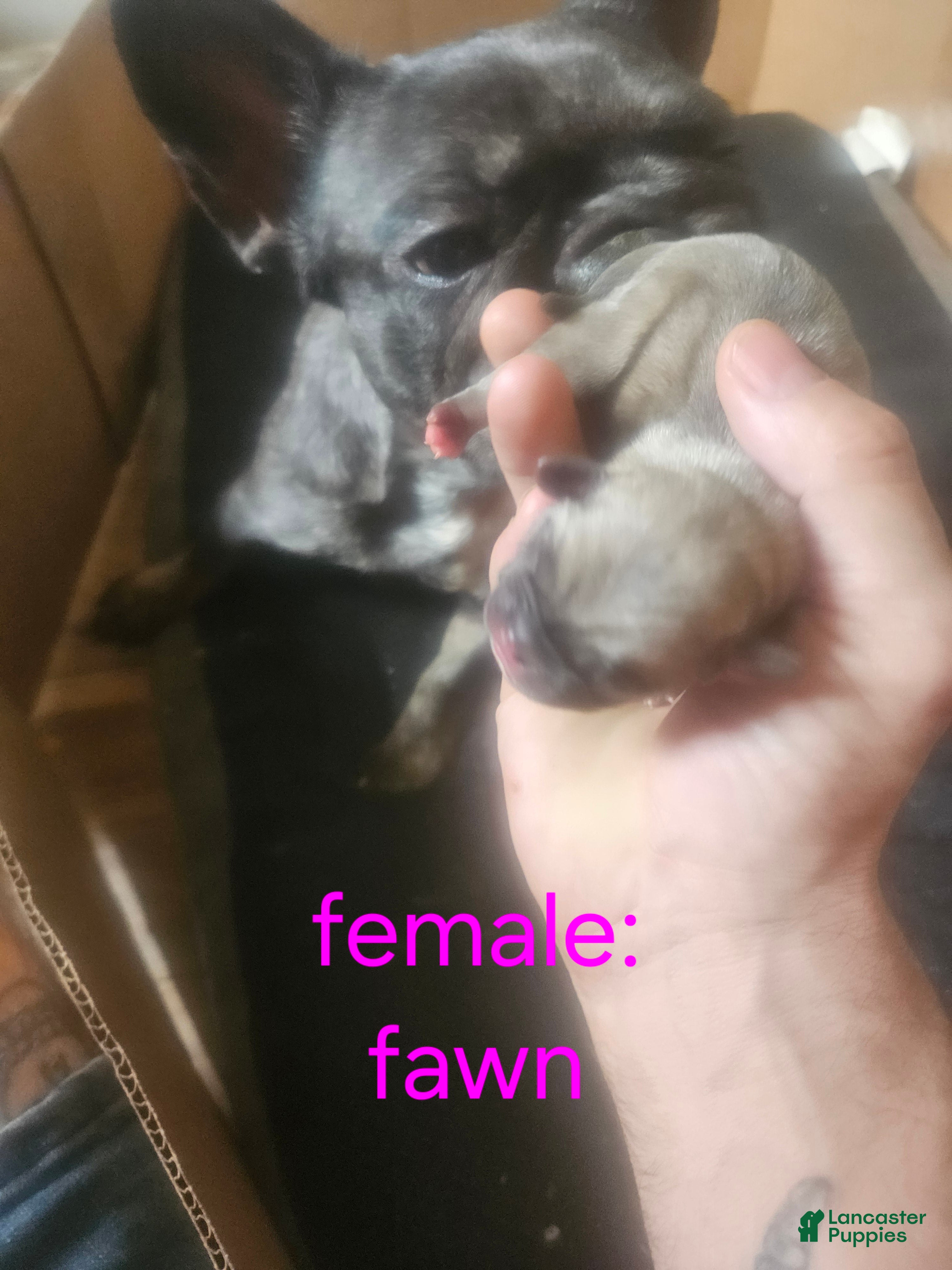 Frug dogs Frug 3 - Ad 10