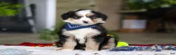 Australian Shepherd dogs for sale: Tucker - Ad 7