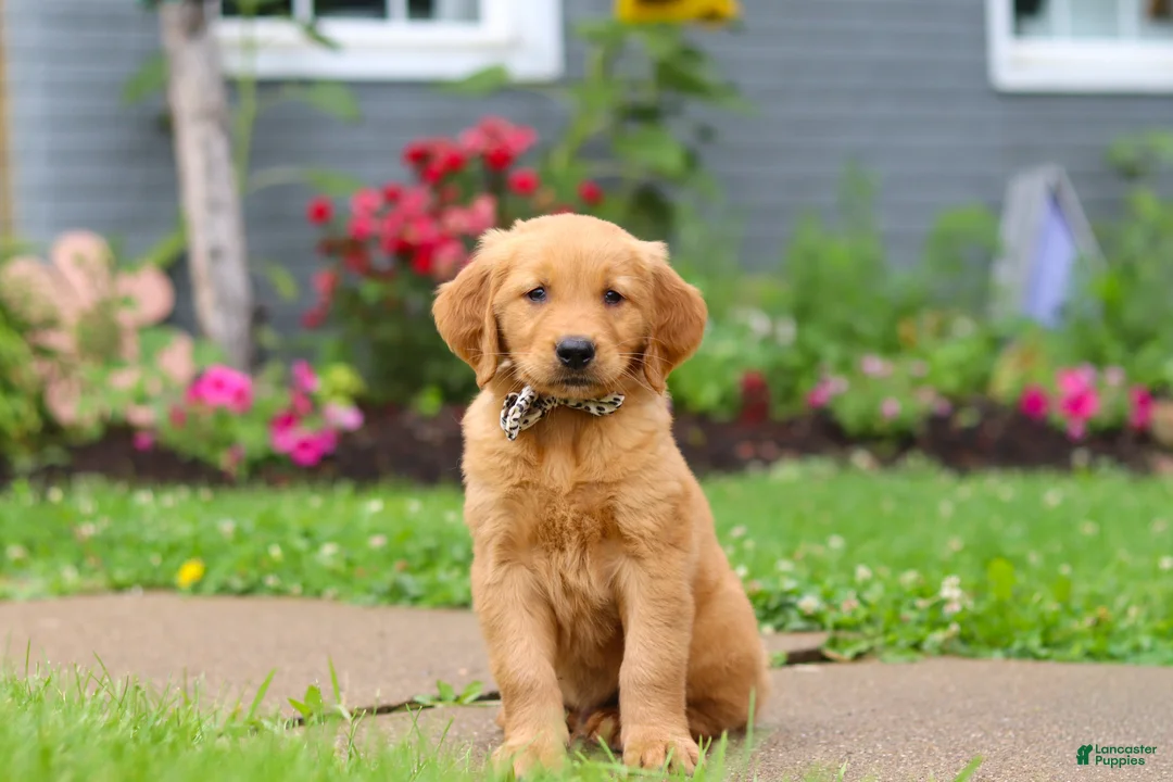 Golden Retriever dogs for sale: Buster - Ad 1