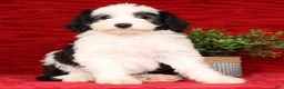 Mini Sheepadoodle dogs for sale: Henry - Ad 2