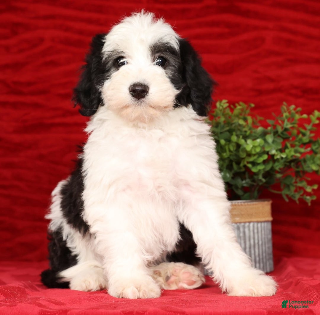 Mini Sheepadoodle dogs for sale: Henry - Ad 2