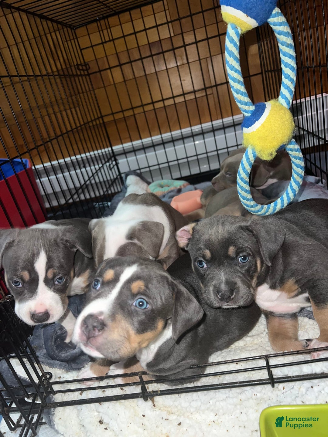 Gallery Image {{count}}