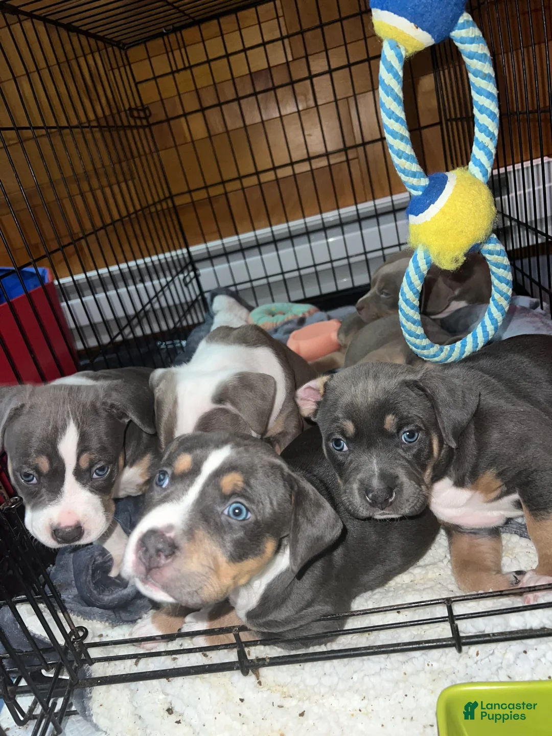 Gallery Image {{count}}