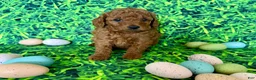 Mini Goldendoodle dogs for sale: Purple Collar  - Ad 2