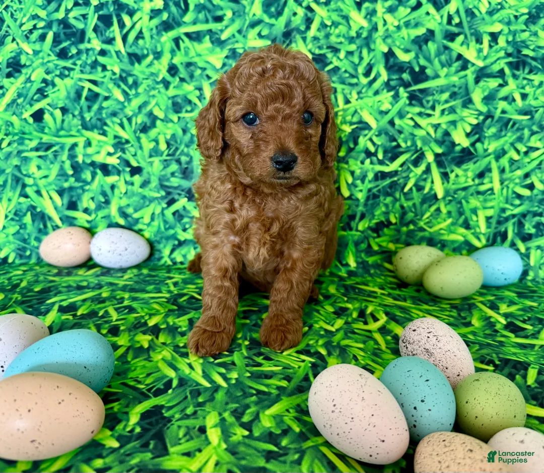Mini Goldendoodle dogs for sale: Purple Collar  - Ad 2