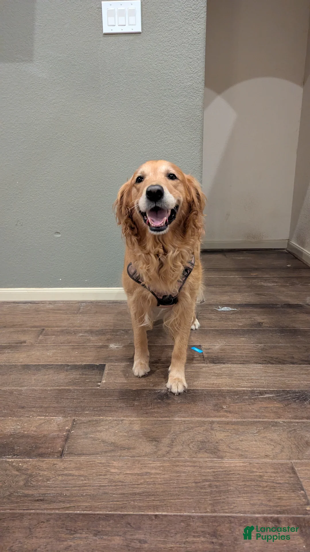 Golden Retriever dogs for sale: Golden Retriever (Pink Collar) - Ad 3