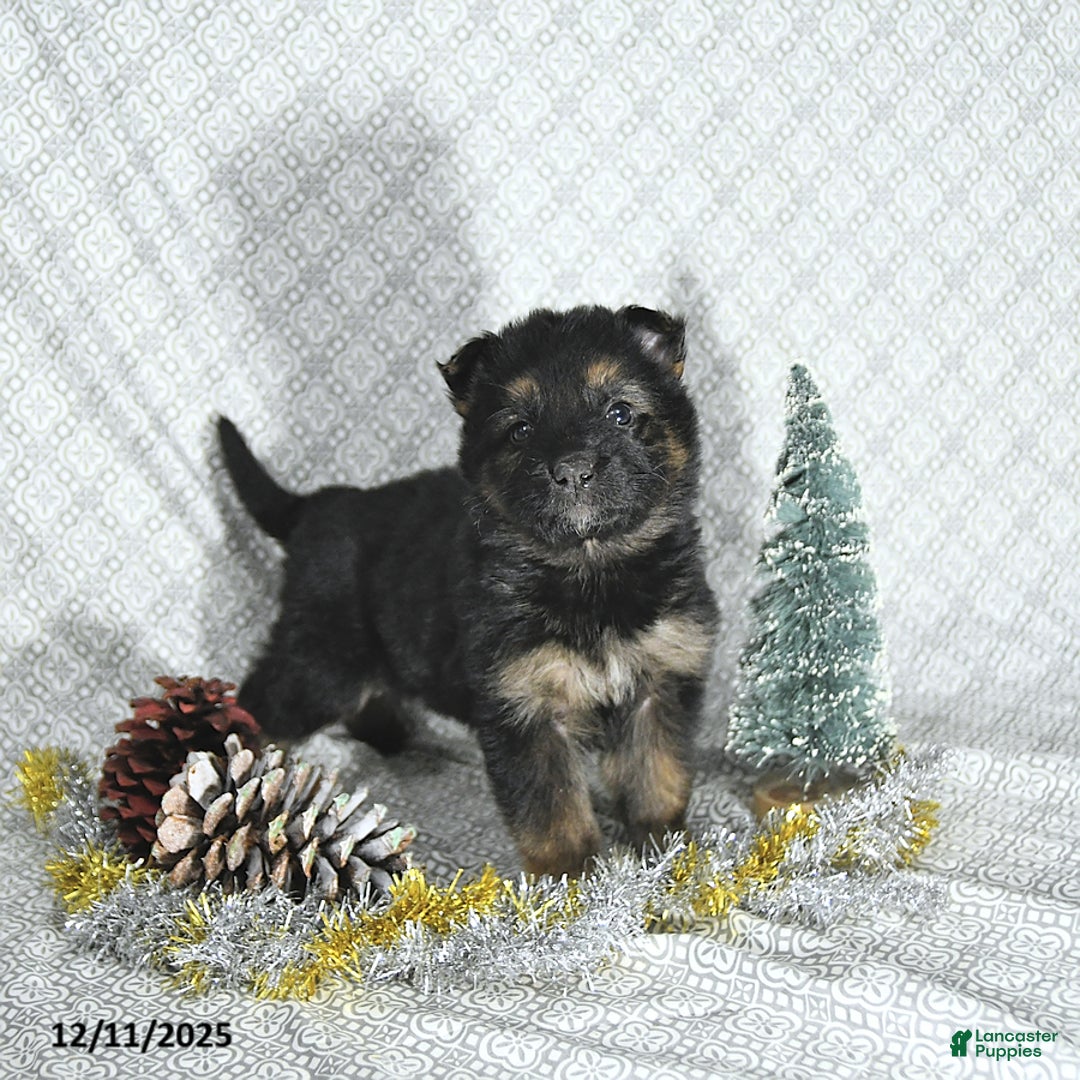 German Shepherd dogs for sale: Mia  - Ad 2