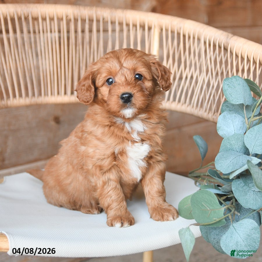 Mini Bernedoodle dogs Macy - Ad 1