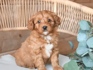 Mini Bernedoodle dogs for sale: Macy - Ad 2