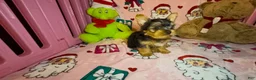 Yorkshire Terrier dogs for sale: Teddie  - Ad 3