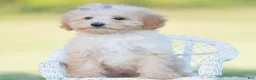 Mini Goldendoodle dogs for sale: Apricot - Ad 8
