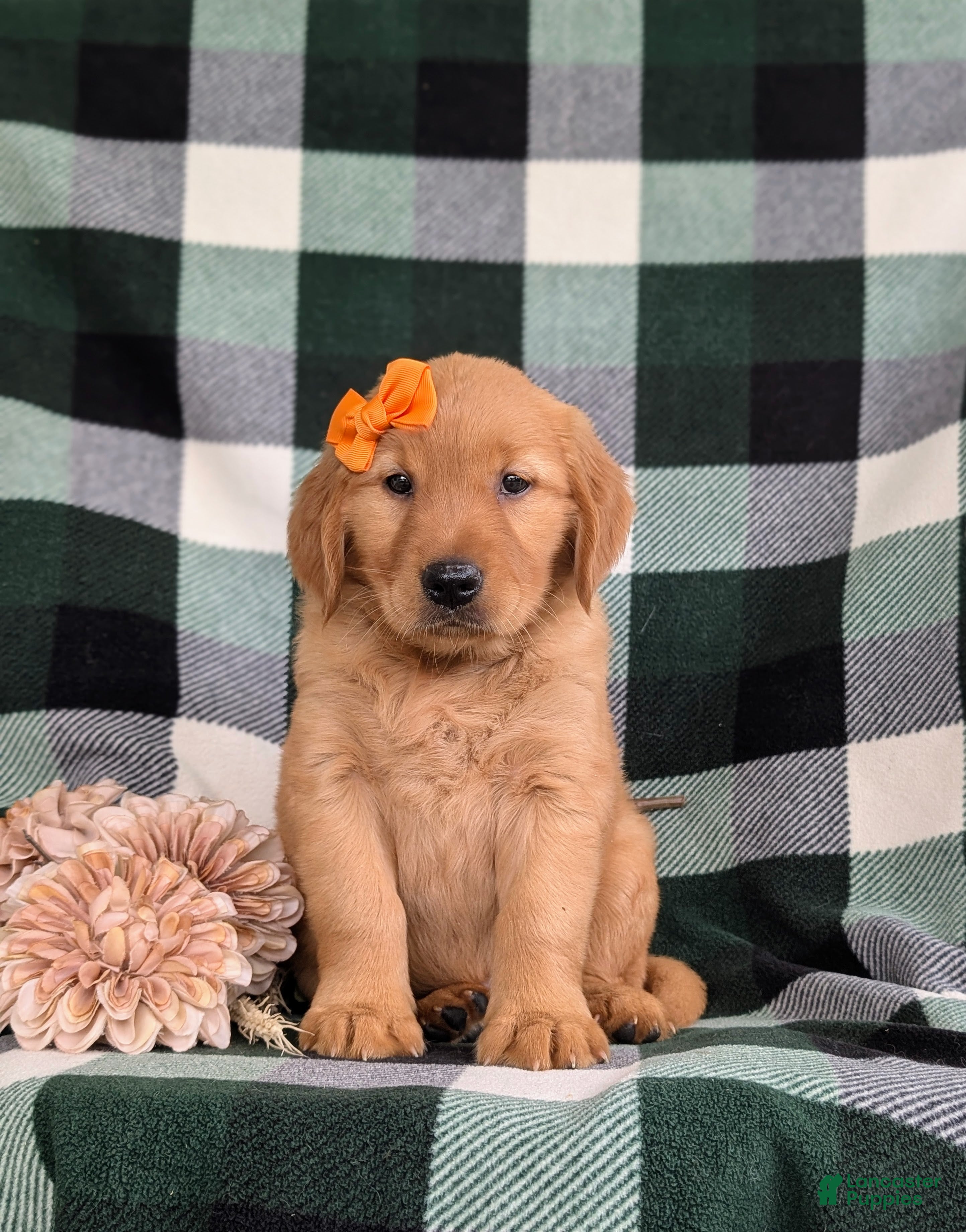 Golden Retriever dogs Abbie AKC Reg - Ad 2