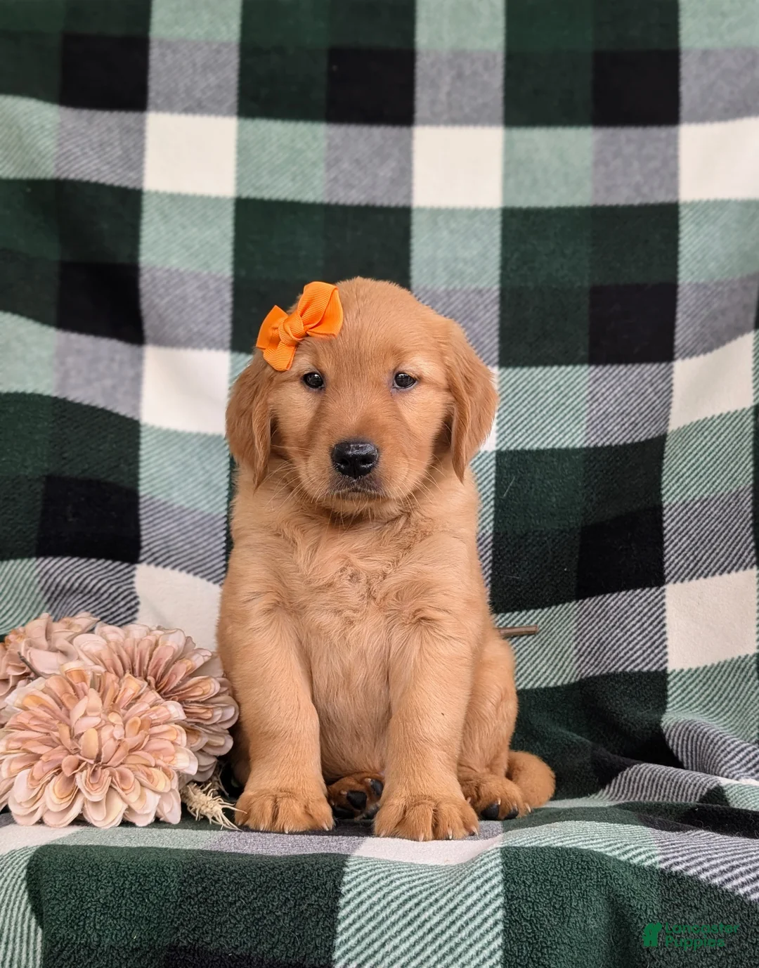 Golden Retriever dogs for sale: Abbie AKC Reg - Ad 2