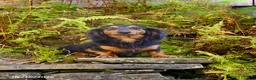 Miniature Dachshund dogs for sale: Kiwi - Ad 7