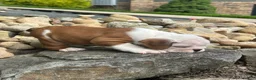 English Bulldog dogs for sale: Barney - Ad 3