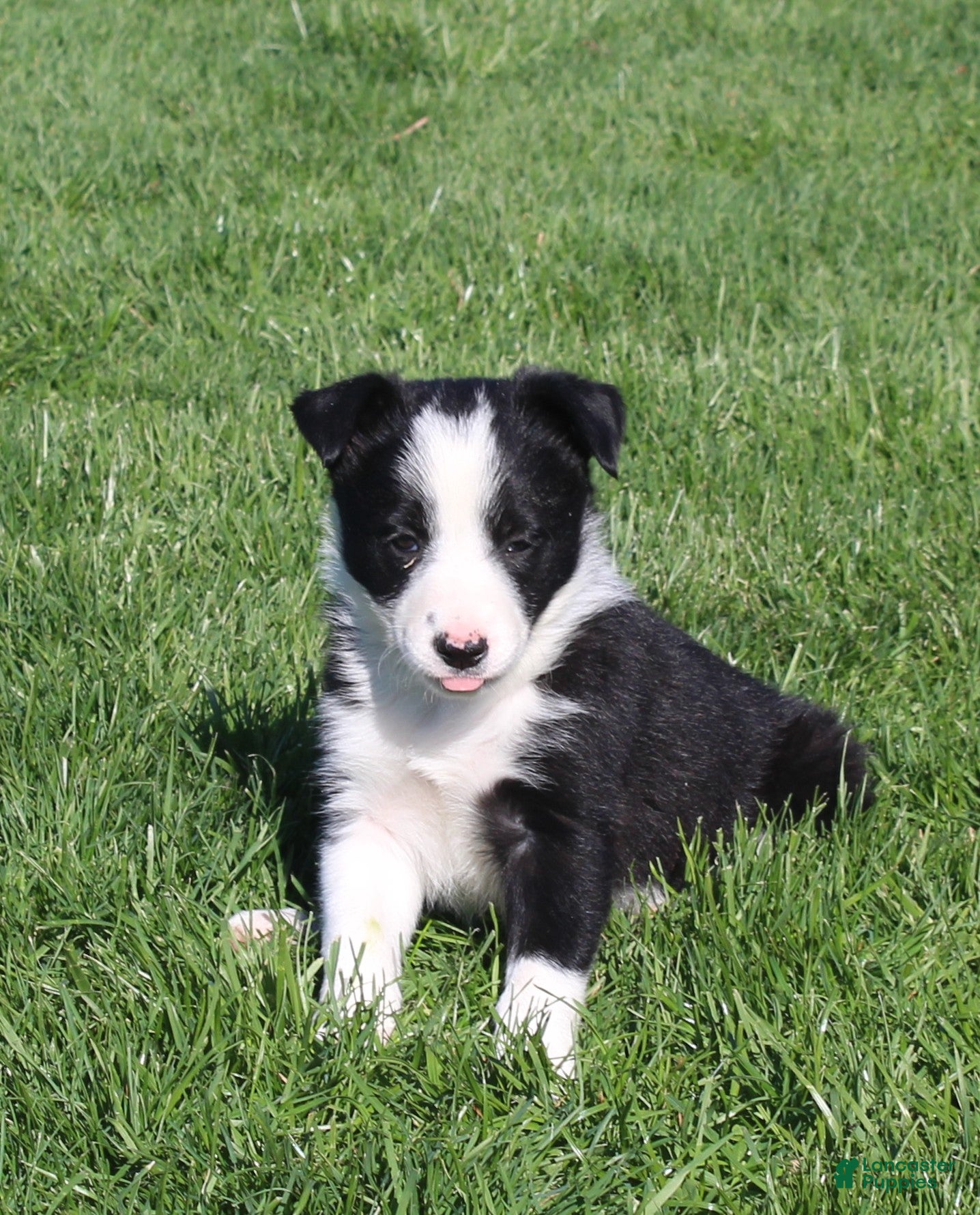 Border Collie dogs Pansy - Ad 1