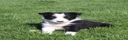 Border Collie dogs for sale: Pansy - Ad 1