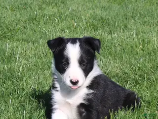 Border Collie dogs for sale: Pansy - Ad 3