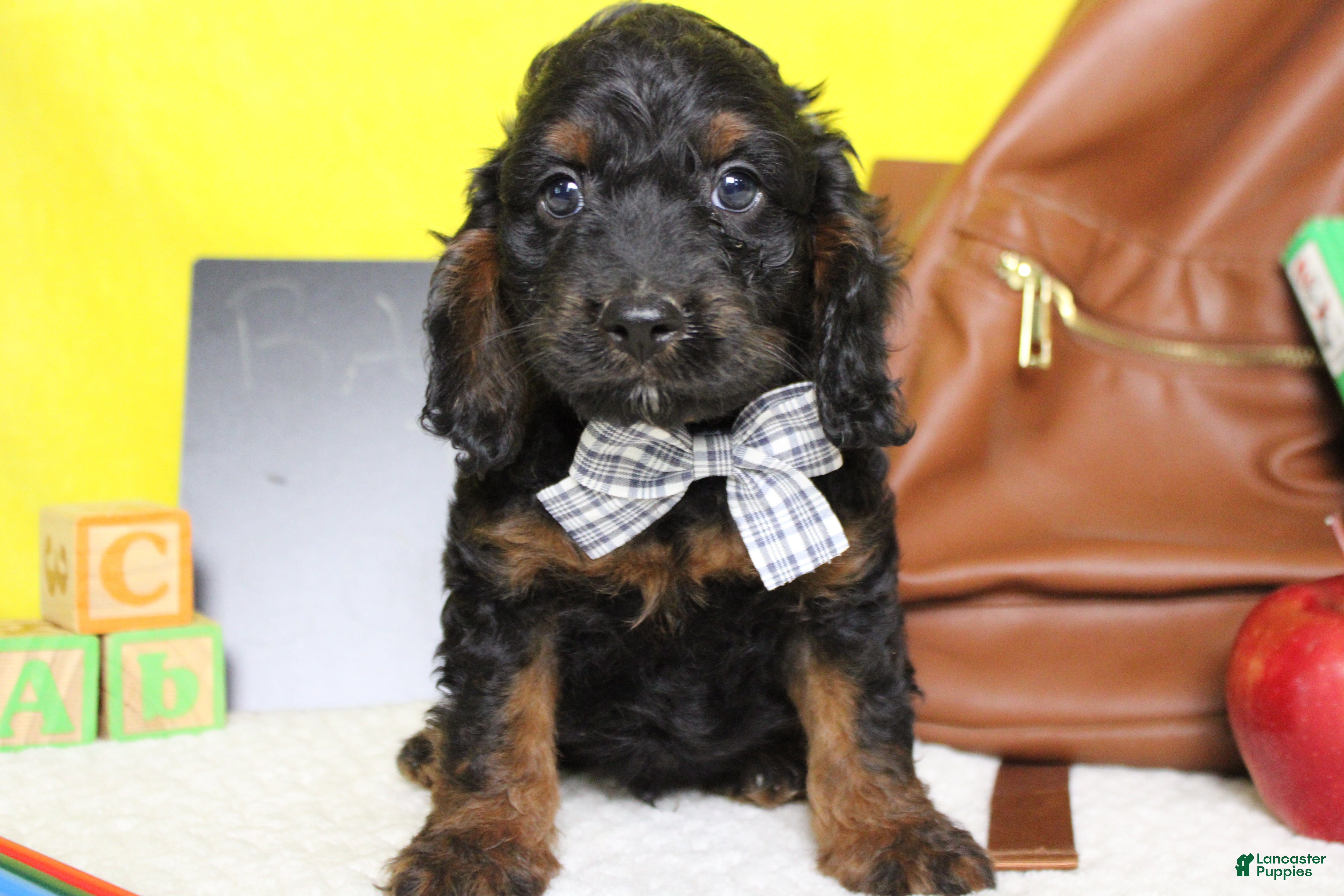Cockapoo dogs Toffee  - Ad 14