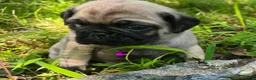 Pug dogs for sale: Manny - Ad 17