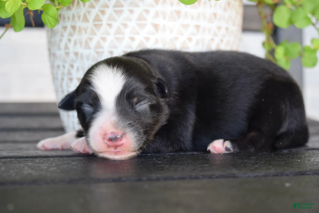 Australian Shepherd dogs for sale: River - Ad 2