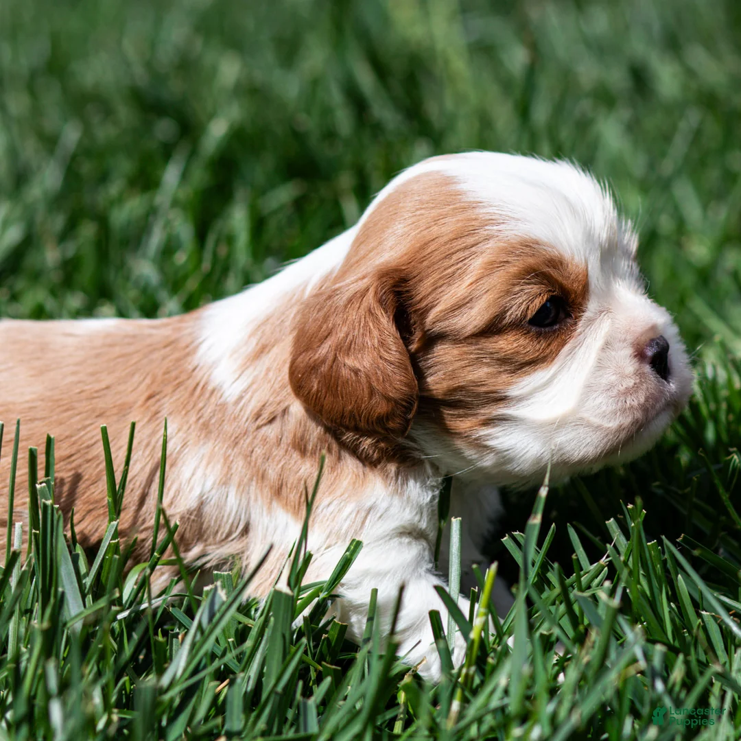Cavalier King Charles Spaniel dogs for sale: Aden Cavalier King Charles Spaniel Puppy  - Ad 2