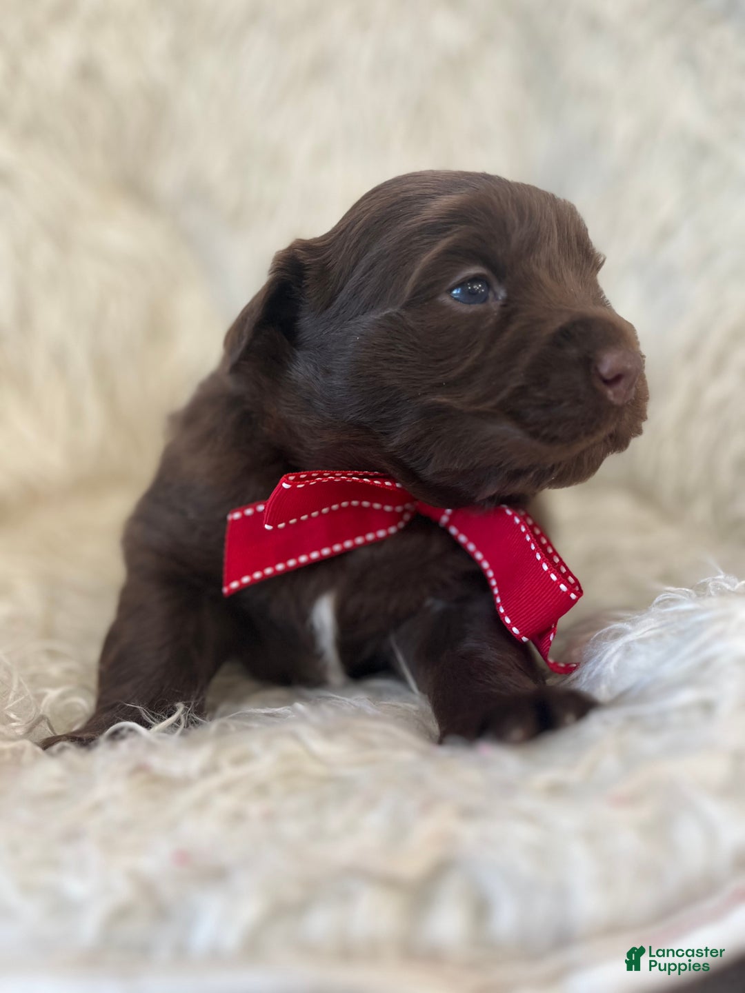 Mixed Breed dogs for sale: Ace - Ad 3