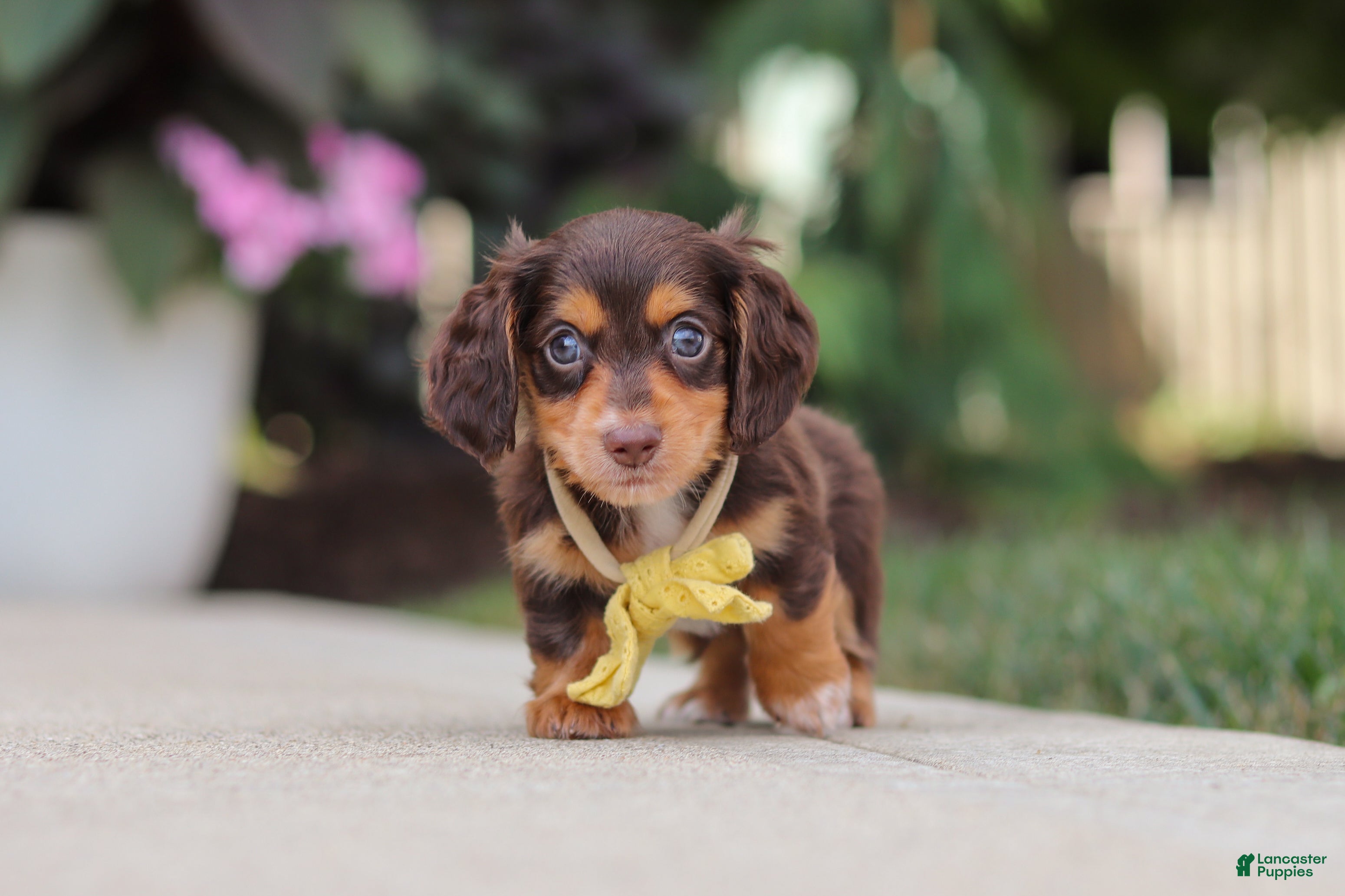 Miniature Dachshund dogs Grover - Ad 2