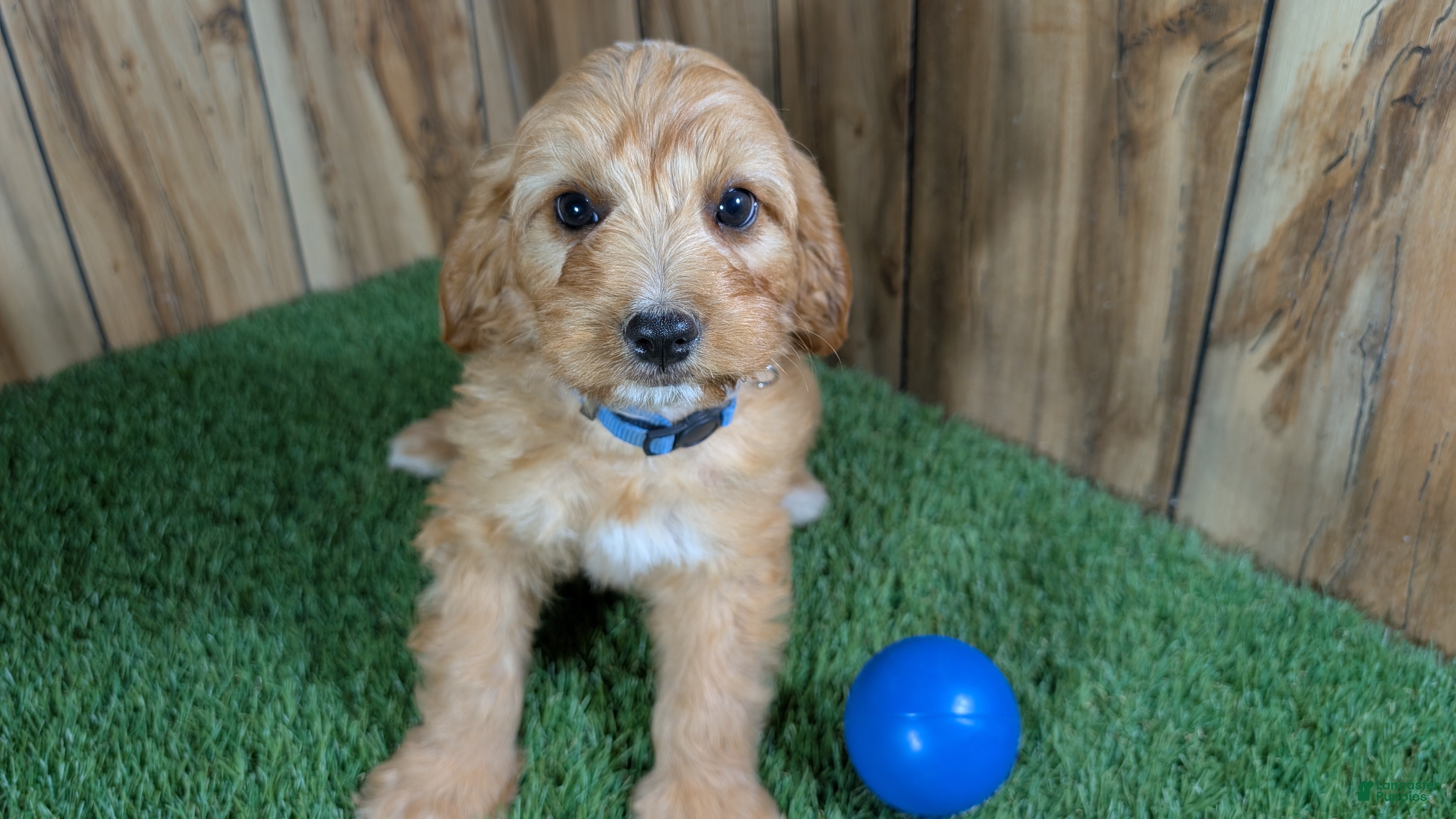 Cavapoo dogs Jazzy Boy 1 - Ad 2